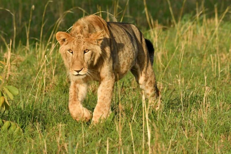 From Entebbe: 4-Day Safari to Murchison Falls and Aruu Falls - What’s Included and What to Keep in Mind