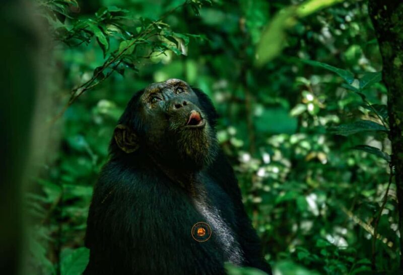 From Entebbe: Ngamba Island Chimpanzee Sanctuary 1-Day Trip - An In-Depth Look at the Ngamba Island Trip