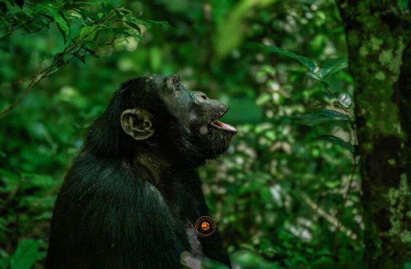 From Entebbe: Ngamba Island Chimpanzee Sanctuary 1-Day Trip - Final Thoughts