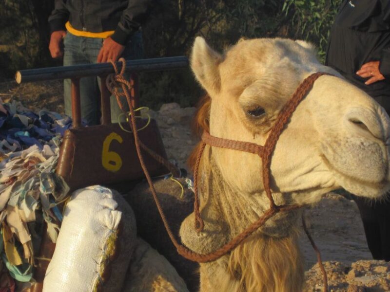 From Essaouira: Camel Tour with Overnight Stay in a tent - From Essaouira: Camel Tour with Overnight Stay in a Tent – An Authentic Moroccan Adventure