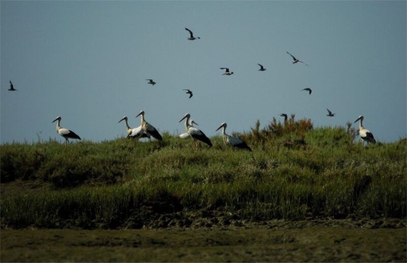 from-faro-2-hour-guided-bird-watching-boat-trip