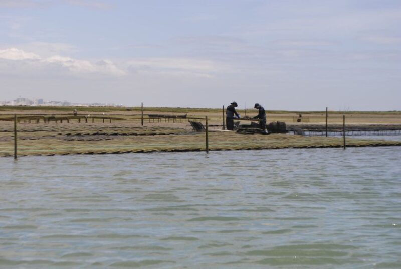 from-faro-2-hour-guided-bird-watching-boat-trip