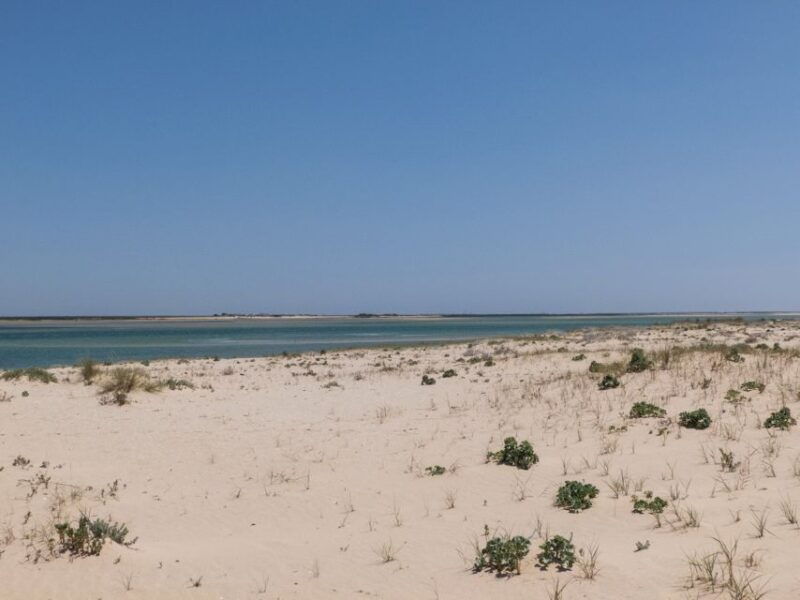 from-faro-2-hour-guided-bird-watching-boat-trip