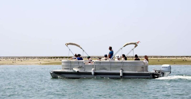 from-faro-2-hour-guided-bird-watching-boat-trip
