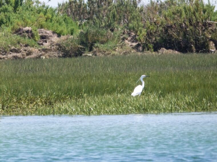 from-faro-2-hour-guided-bird-watching-boat-trip