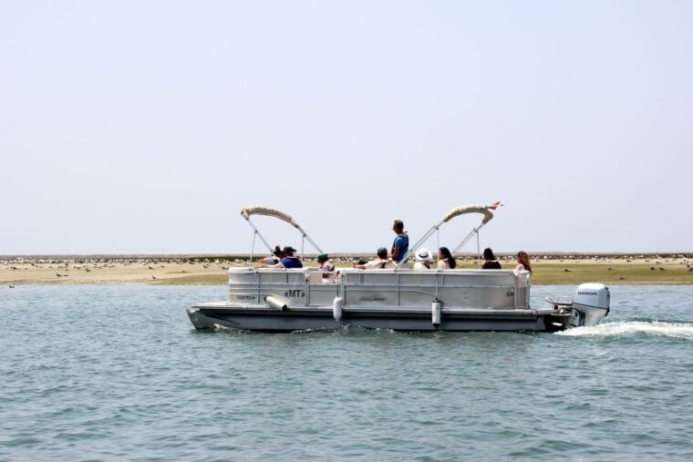 from-faro-2-hour-guided-bird-watching-boat-trip