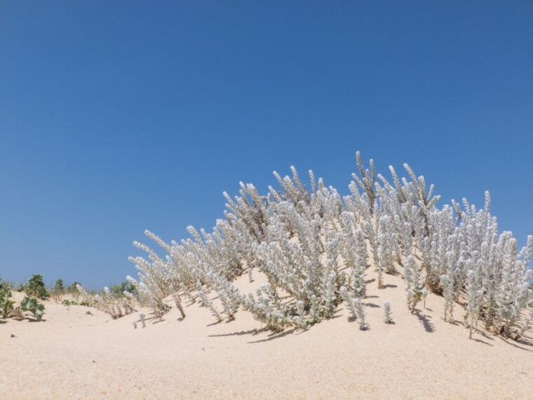 from-faro-2-hour-guided-bird-watching-boat-trip