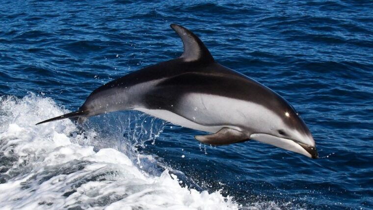 from-faro-dolphin-watching-2-islands-tour