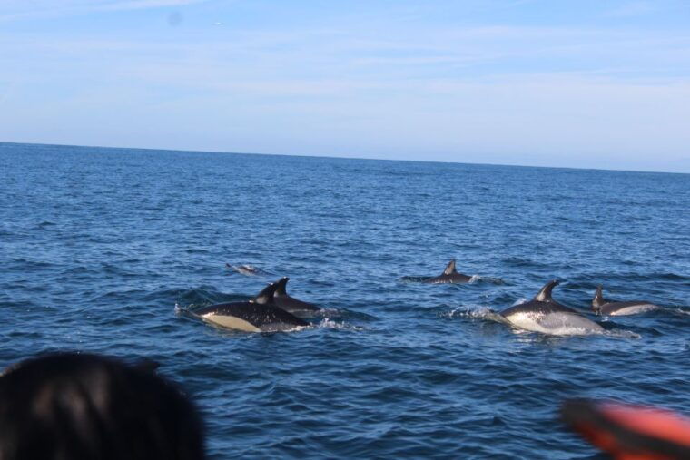 from-faro-dolphin-watching-2-islands-tour
