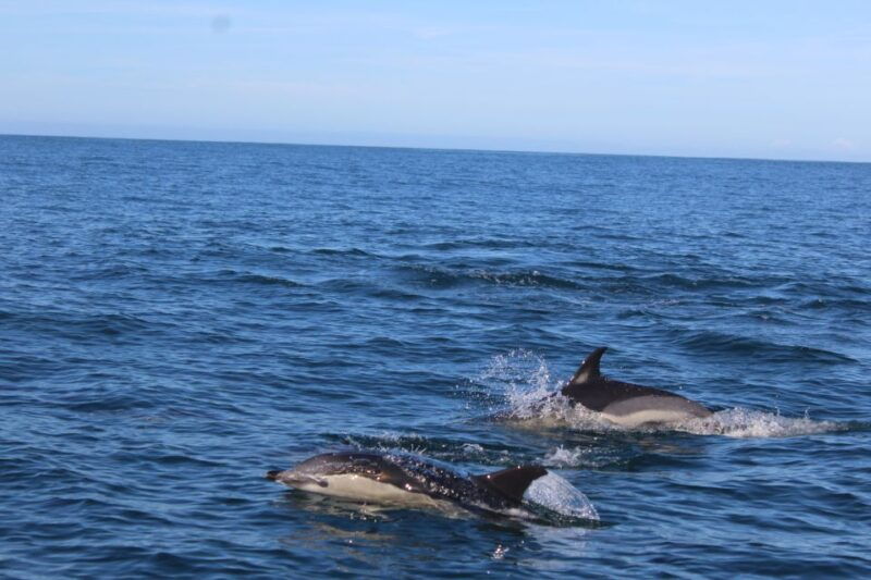 from-faro-dolphin-watching-wildlife