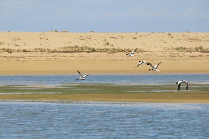From Faro: Ria Formosa Eco Tour guided by Marine Biologist - The Practical Details: What You Need to Know