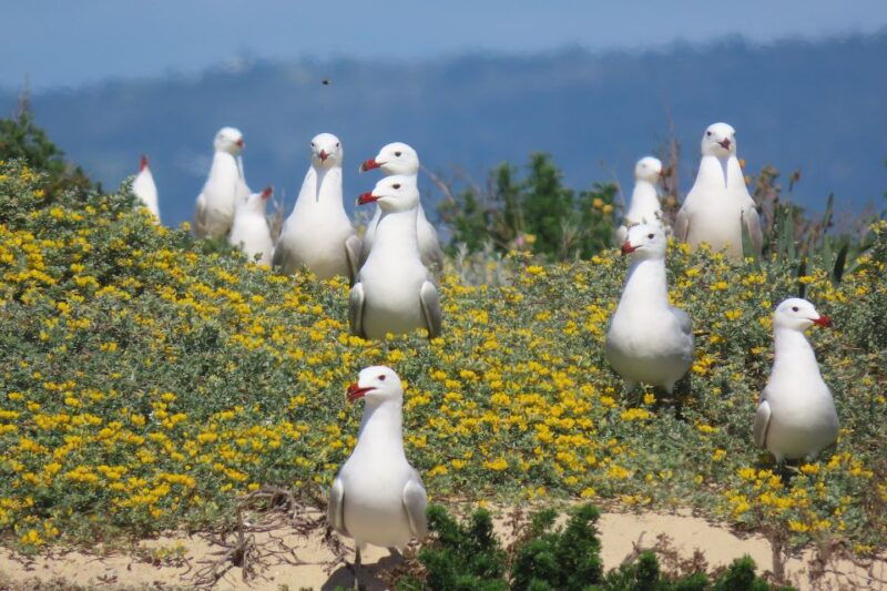 from-faro-ria-formosa-eco-tour-guided-by-marine-biologist