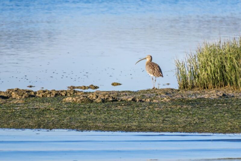 from-faro-ria-formosa-eco-tour-guided-by-marine-biologist
