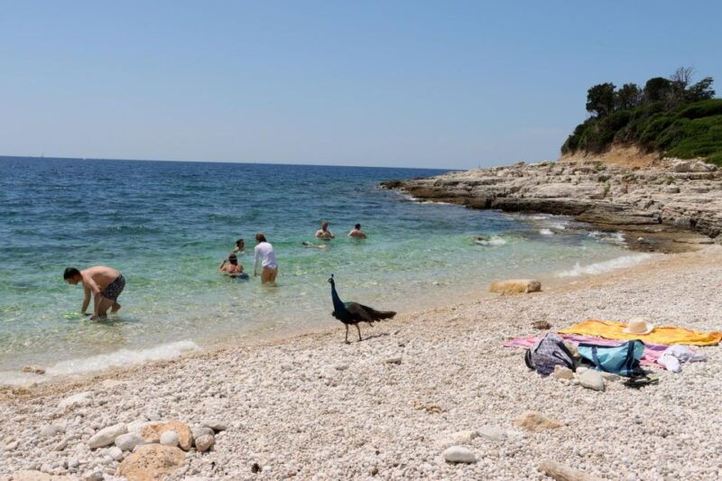 from-fazana-14-islands-of-np-brijuni-with-swimming