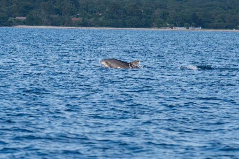 from-fazana-dolphin-watching-and-snorkeling-in-blue-cave