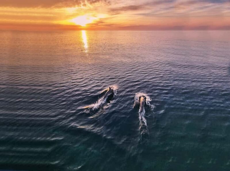 From Fazana: Private Dolphin search & Sunset cruise - Exploring the Private Dolphin Search & Sunset Cruise from Fazana