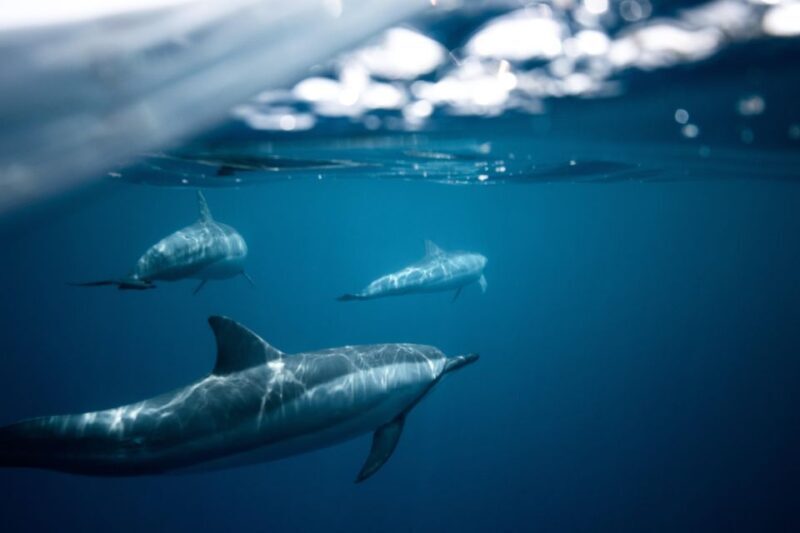 From Fazana: Private Dolphin search & Sunset cruise - Practical Details You Should Know