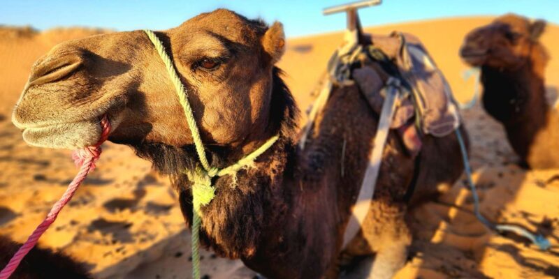 From Fes: 3-Day Trip to Marrakech through Merzouga Desert - Authentic Experiences and Highlights