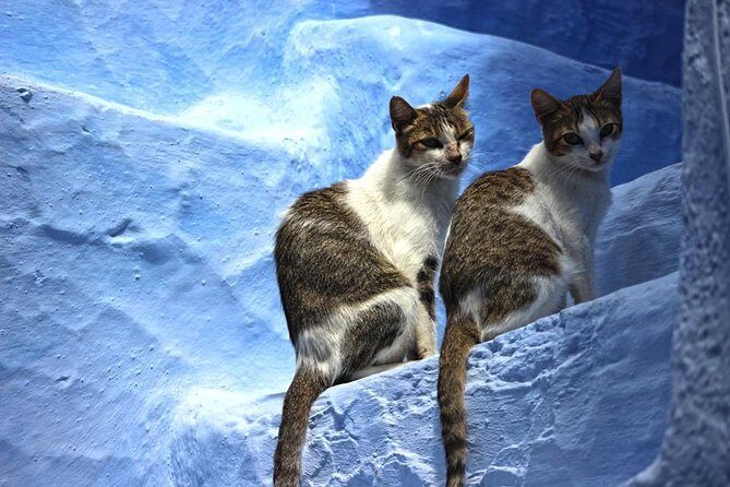 From Fes : Chefchaouen Day trip with small Group - From Fes: Chefchaouen Day Trip with Small Group — Review and Insights