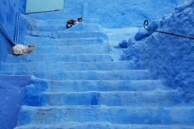 From Fez Day Trip to Chefchaouen - Key Points