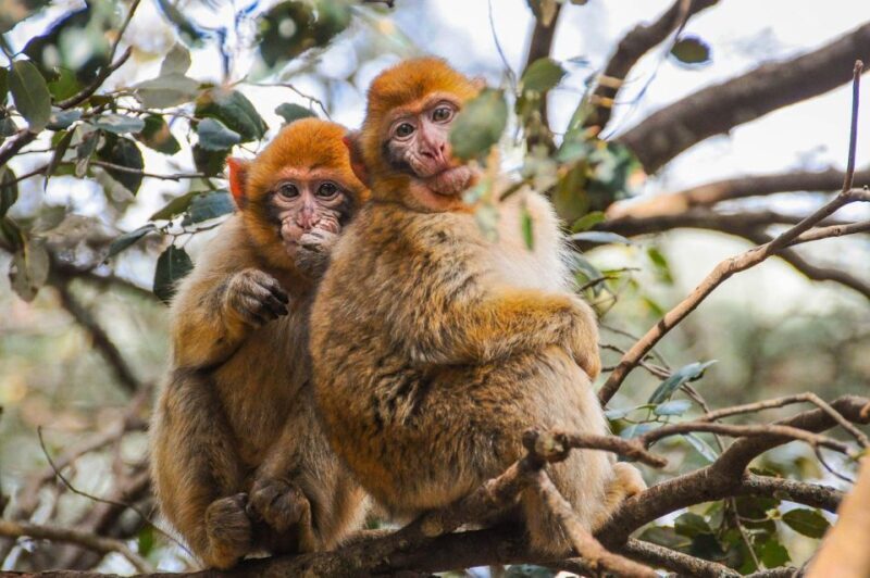 From Fez: Middle Atlas and Monkey Forest Day Trip - Understanding the Value