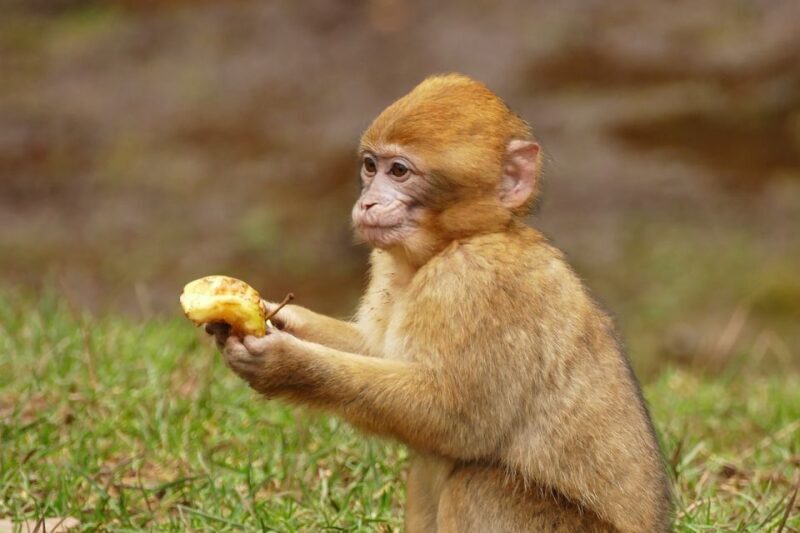 From Fez: Middle Atlas and Monkey Forest Day Trip - Who Will Love This Tour?