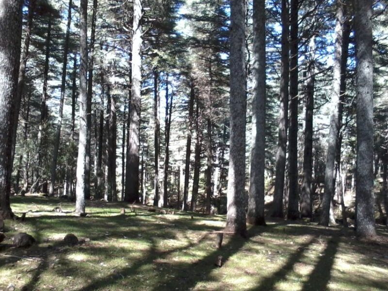 From Fez: Middle Atlas Day Trip with Ifrane National Park - FAQ