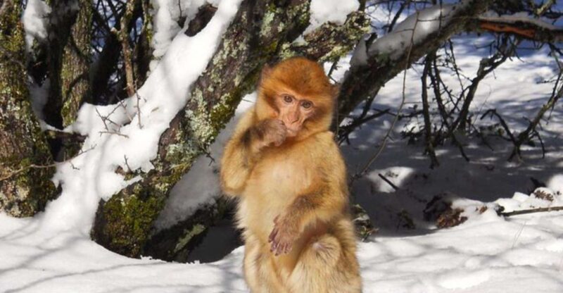 From Fez: Middle Atlas Ifran and Forest of Monkeys Day Trip - Key Points