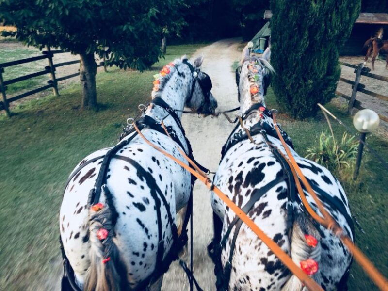 from-florence-carriage-ride-in-chianti-hills-with-lunch