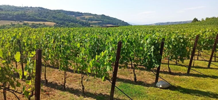 from-florence-chianti-afternoon-tour-visit-to-2-wineries