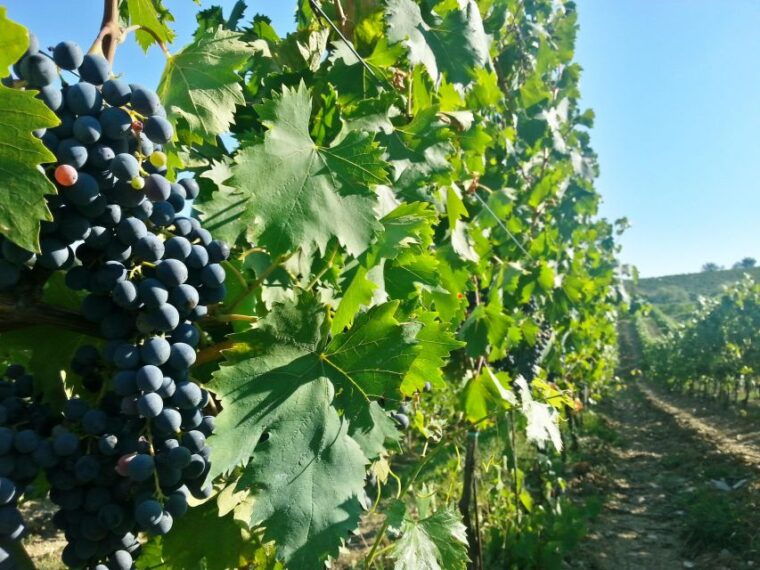 from-florence-chianti-self-guided-vespa-tour-with-lunch