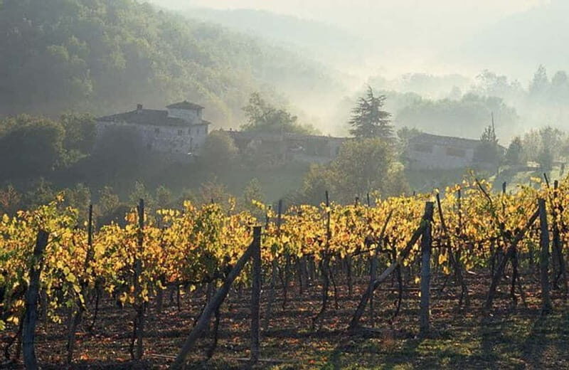 From Florence: Chianti Wine Tour with Driver-Guide - What Past Guests Say