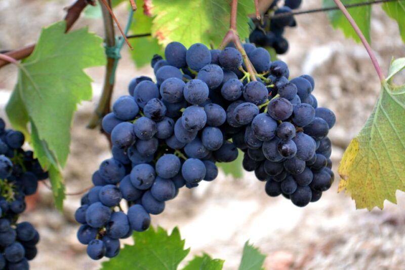 from-florence-chianti-winery-tour-with-lunch