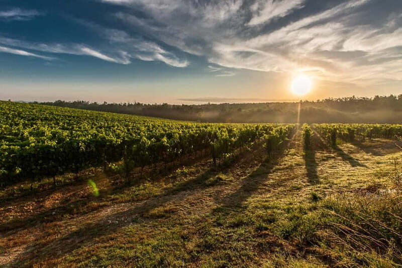 From Florence: Pisa, Siena San Gimignano Private Tour - Who Will Love This Experience?