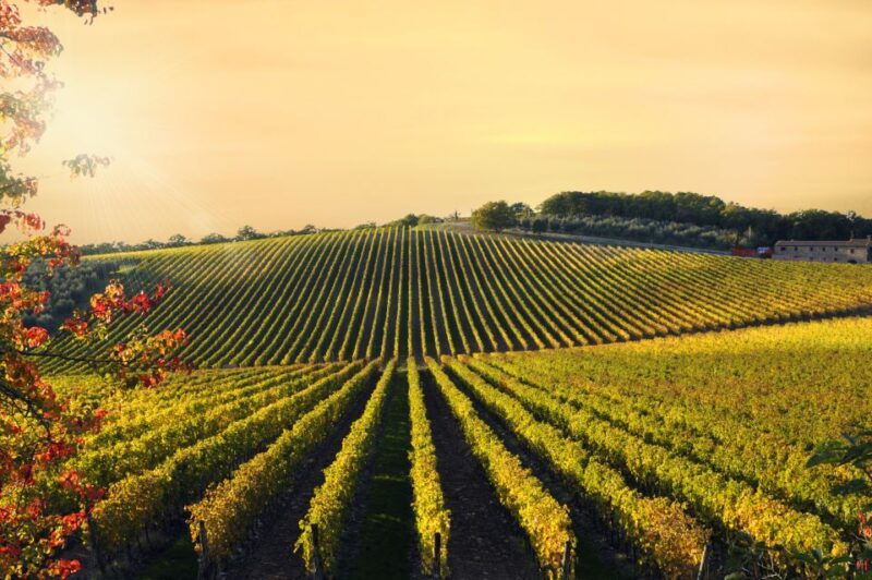 from-florence-private-wine-tour-with-dinner-on-an-estate