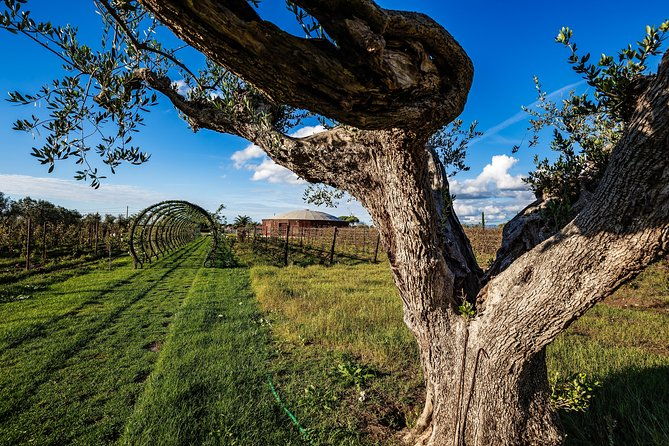 from-florence-privatebolgheri-wine-tourtasting-among-the-tuscany-coastal-hills