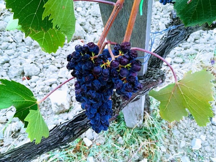 from-florence-ramble-through-the-hills-of-chanti