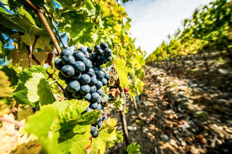 From Florence: Tuscany Wine & Food Tour with Guide - Final Thoughts: Is It Worth It?