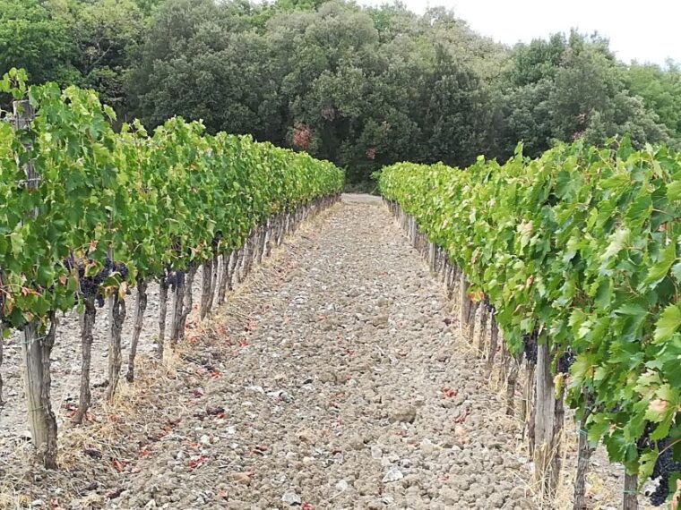 from-florence-val-dorcia-region-private-wine-tasting-tour