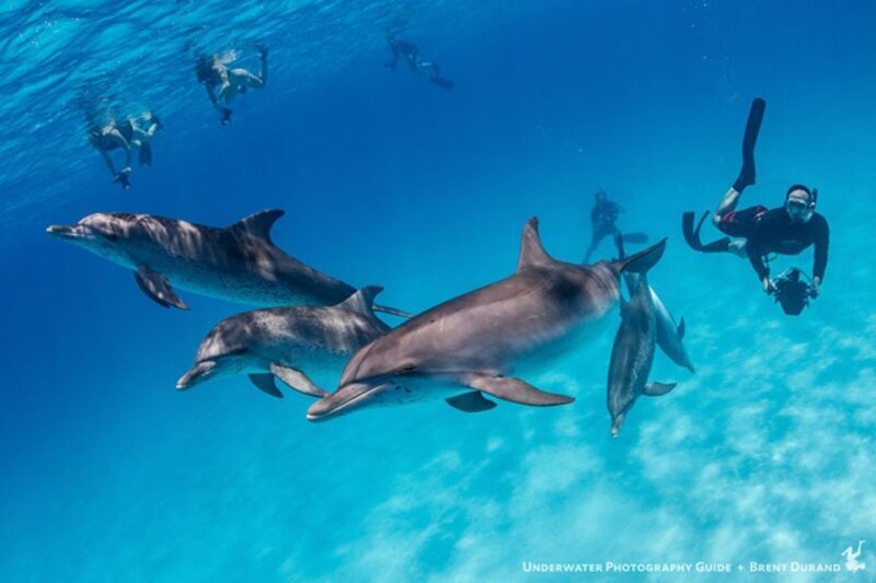 From Fort Lauderdale: Bimini Island Day Trip by Ferry - A Detailed Look at the Bimini Day Trip