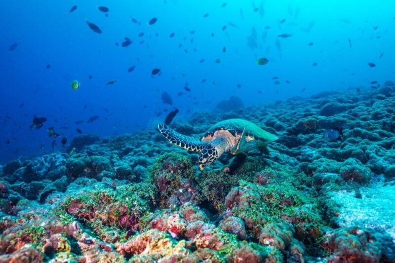 From Fort Lauderdale: Bimini Island Day Trip by Ferry - Who Should Consider This Trip?