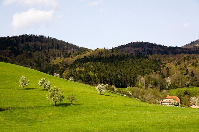 from-frankfurt-romantic-black-forest-brewery-private-tour