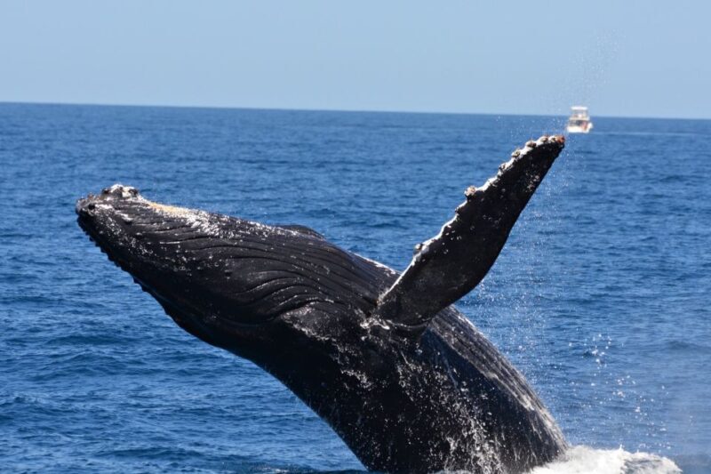From Fremantle: 2-Hour Luxury Whale-Watching Cruise - Setting Out from Fremantles Fishing Boat Harbour
