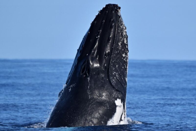From Fremantle: 2-Hour Luxury Whale-Watching Cruise - Encountering the Whales