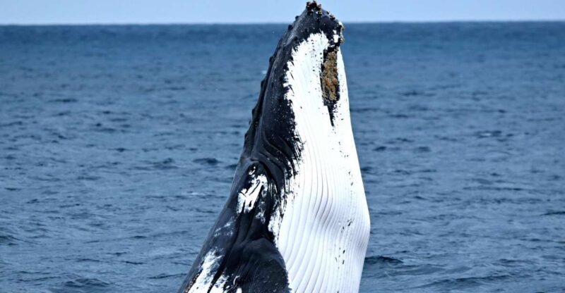 From Fremantle: 2-Hour Luxury Whale-Watching Cruise - Practical Tips and Considerations