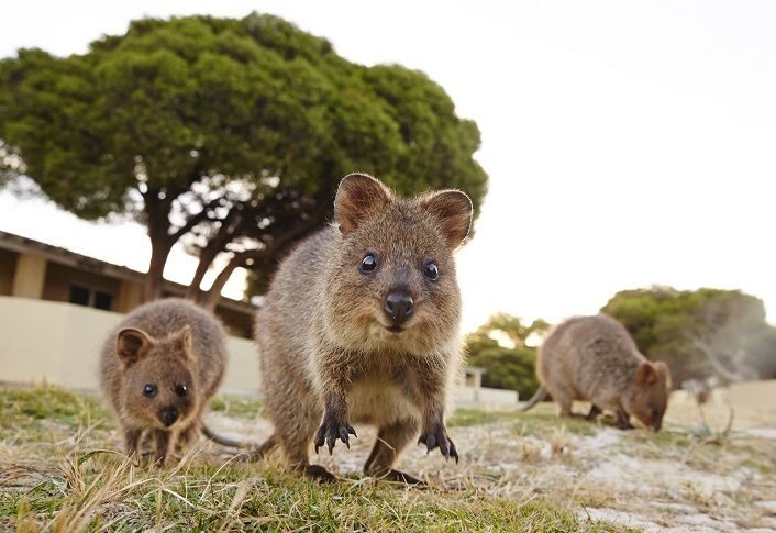 From Fremantle: Rottnest Island Ferry and Bike Day Tour - Highlights of the Experience