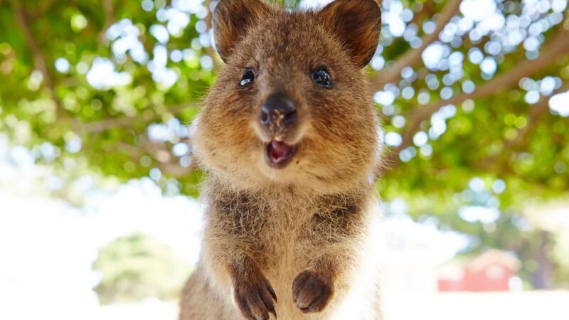 From Fremantle: Rottnest Island Ferry & Bus Day Tour - The Value of the Experience