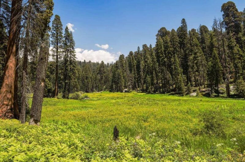 from-fresno-sequoia-national-park-tour-w-transfer-lunch