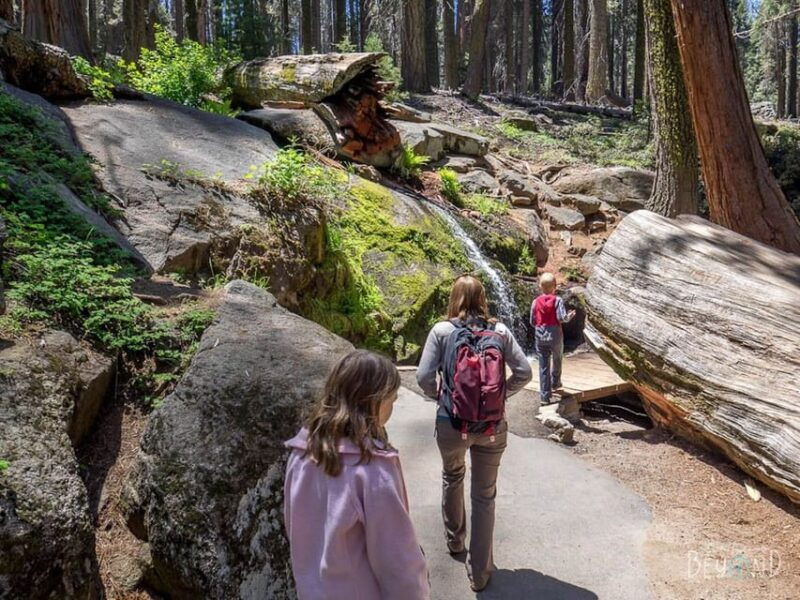 from-fresno-sequoia-national-park-tour-w-transfer-lunch