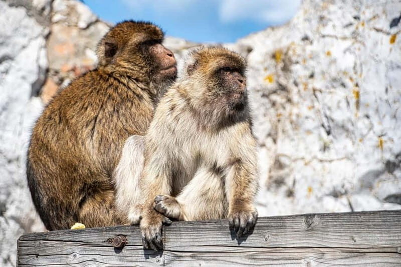 From Fuengirola: Gibraltar Day Trip - An In-Depth Look at the Gibraltar Day Trip